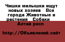   Чишки-малышки ищут новых хозяев - Все города Животные и растения » Собаки   . Алтай респ.